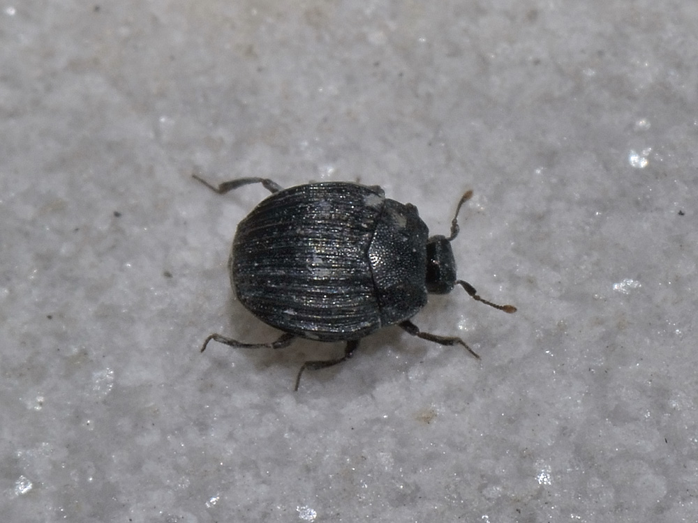 Histeridae: Onthophilus affinis